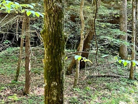 Private Wooded Land Near National Forest