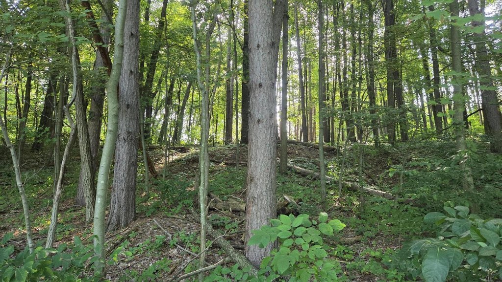 Picture 53
