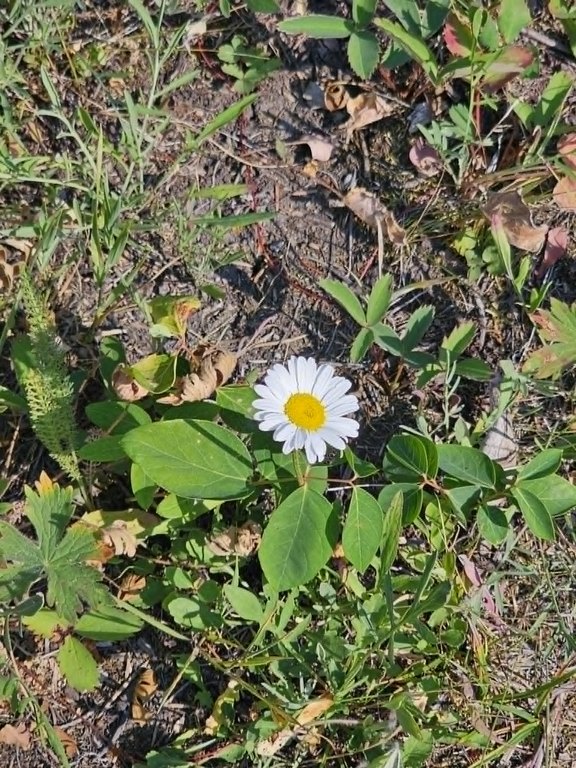 Picture 51