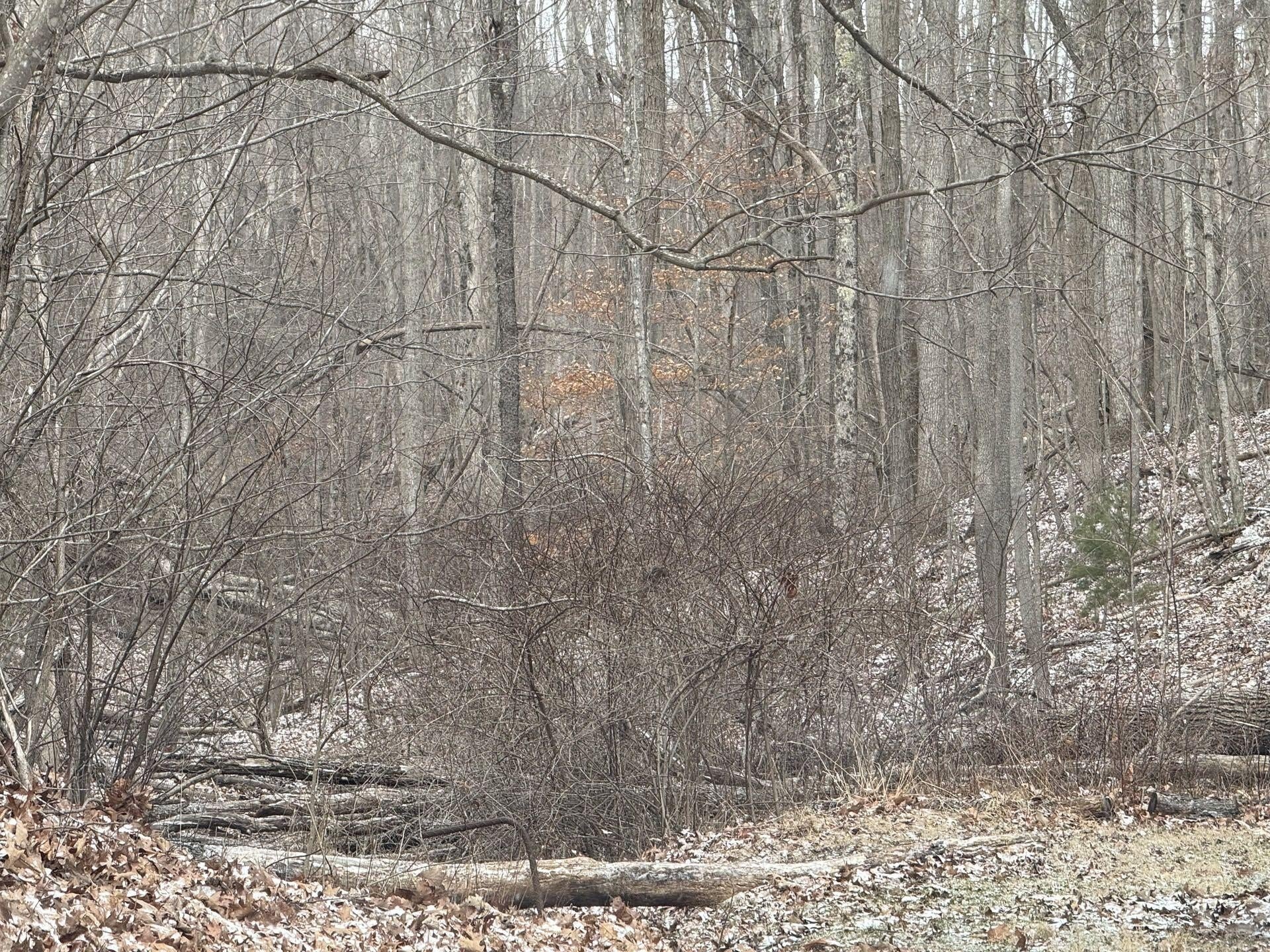Bluefield Wooded Lot For Sale