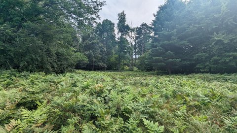 Recreational Land Bordering National Forest