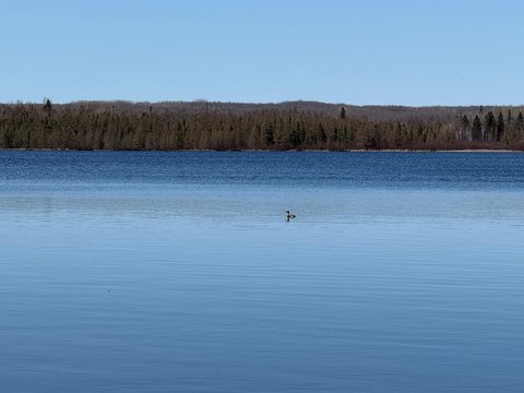 Wooded Lot Near Bishop Lake