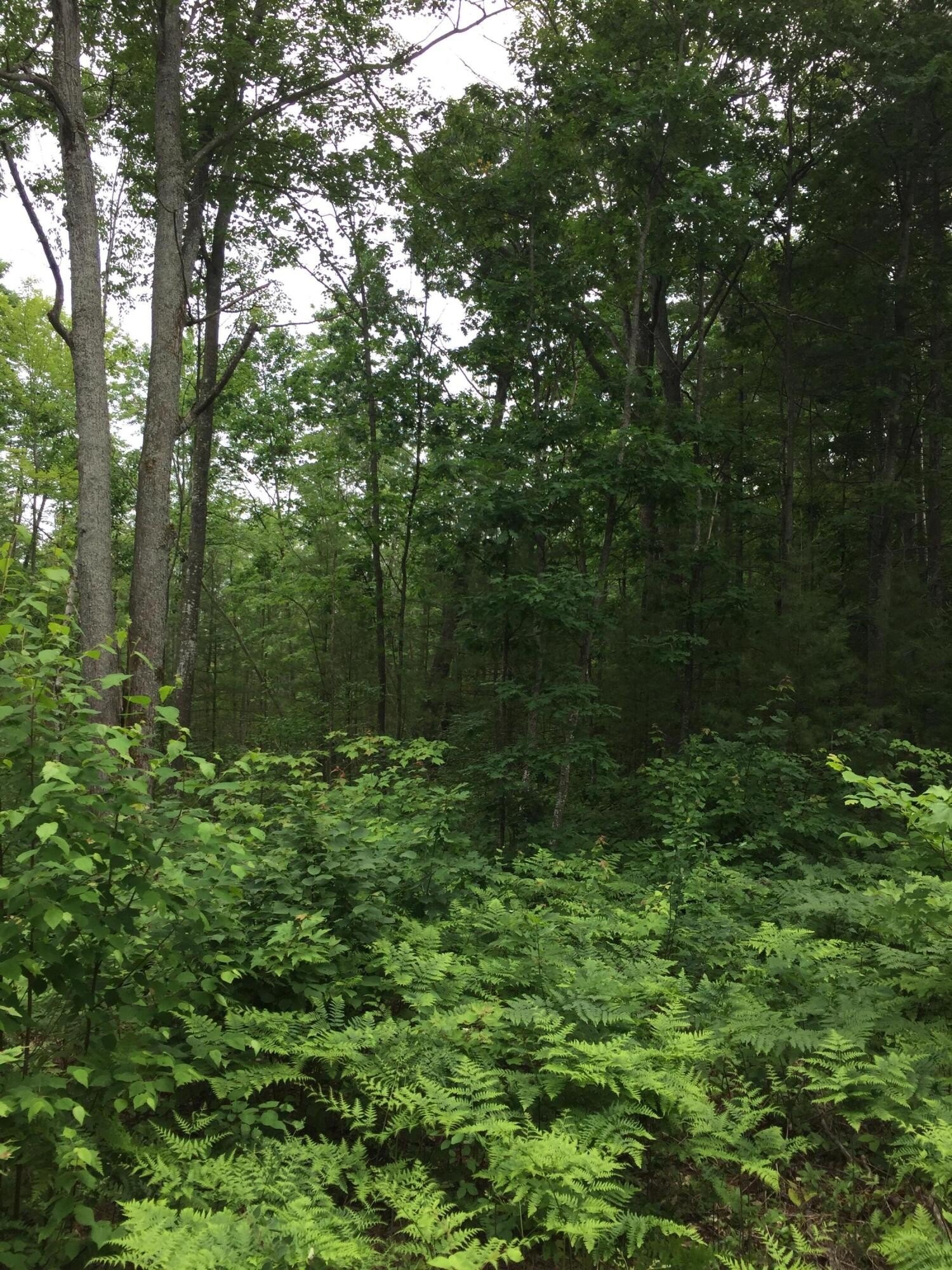 Wooded Acreage with Lake Access
