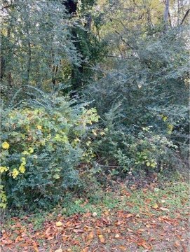 Wooded Lot Near Downtown Florence