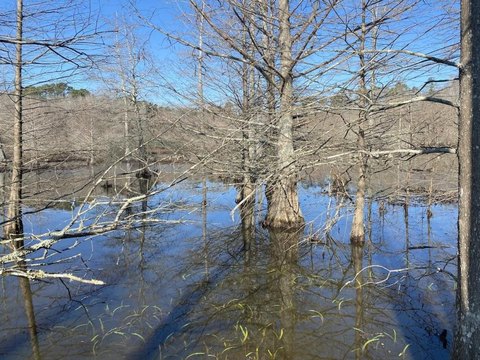 Hunting and Timber Tract Land