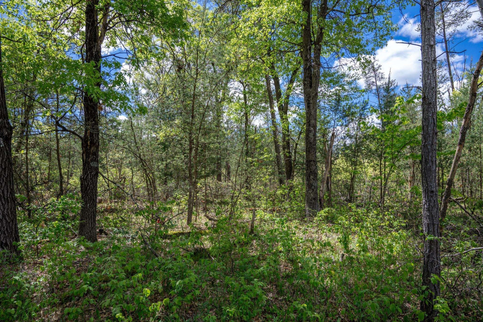 Wooded Lot Near Castle Rock