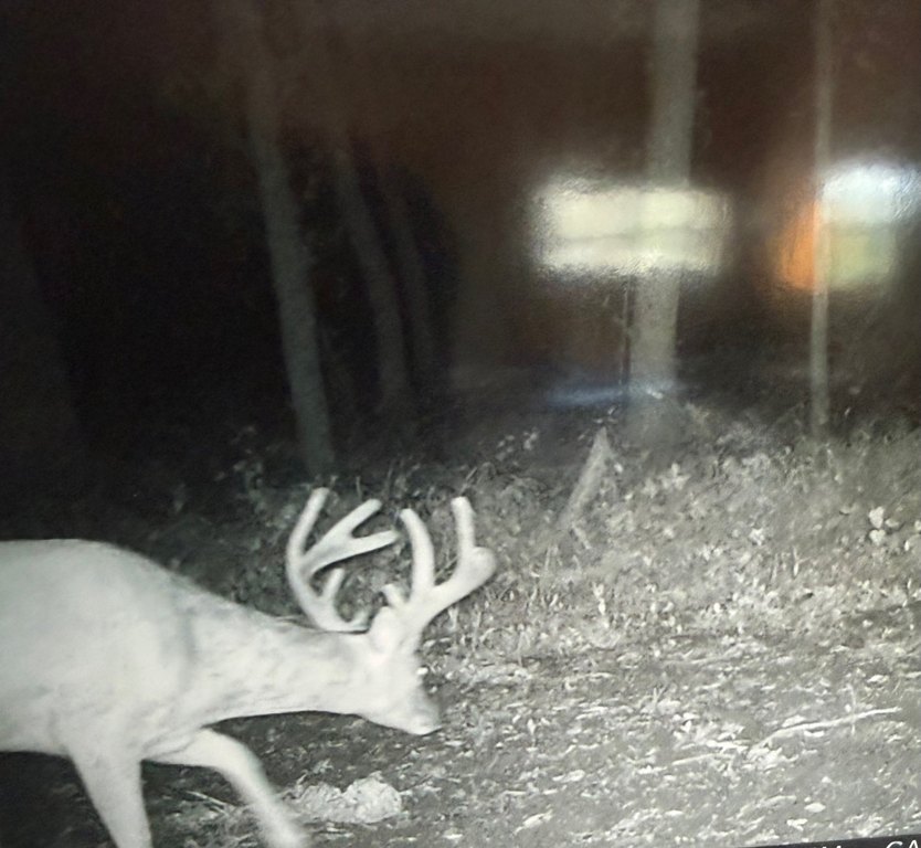 Picture 8