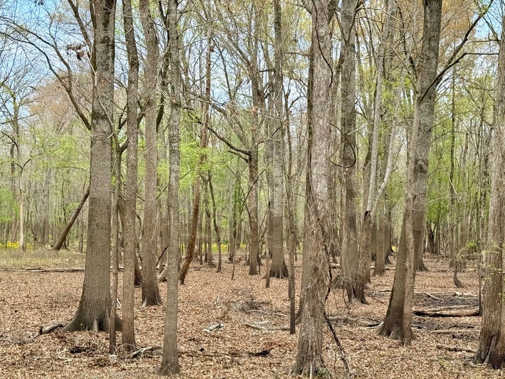 Picture 44