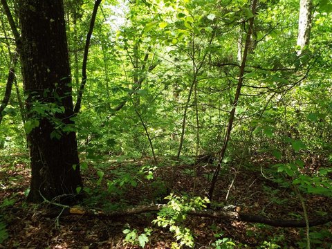 Wooded Land Overlooking Tuckaseegee River