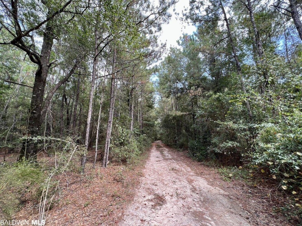 Picture 45
