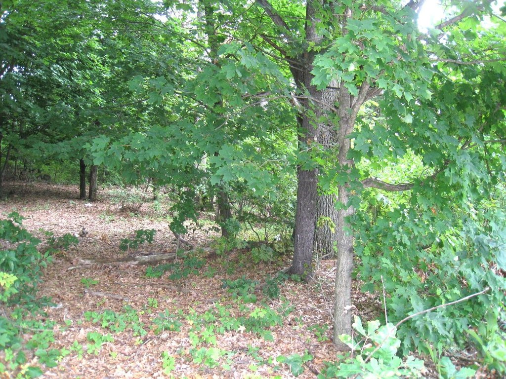 Picture 8