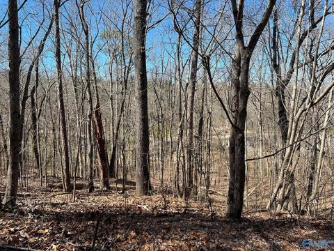 Wooded Lot in Desirable Area
