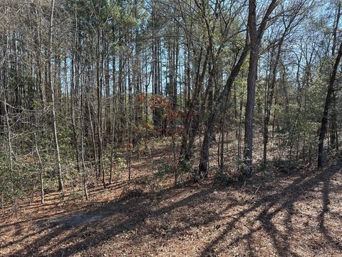 Red Springs Wooded Residential Lot