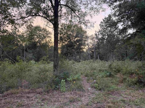 Land, Holden, LA