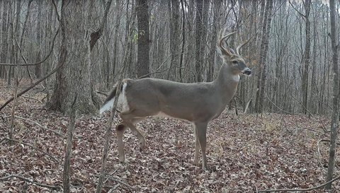 Timber Hunting Land with Camp Site