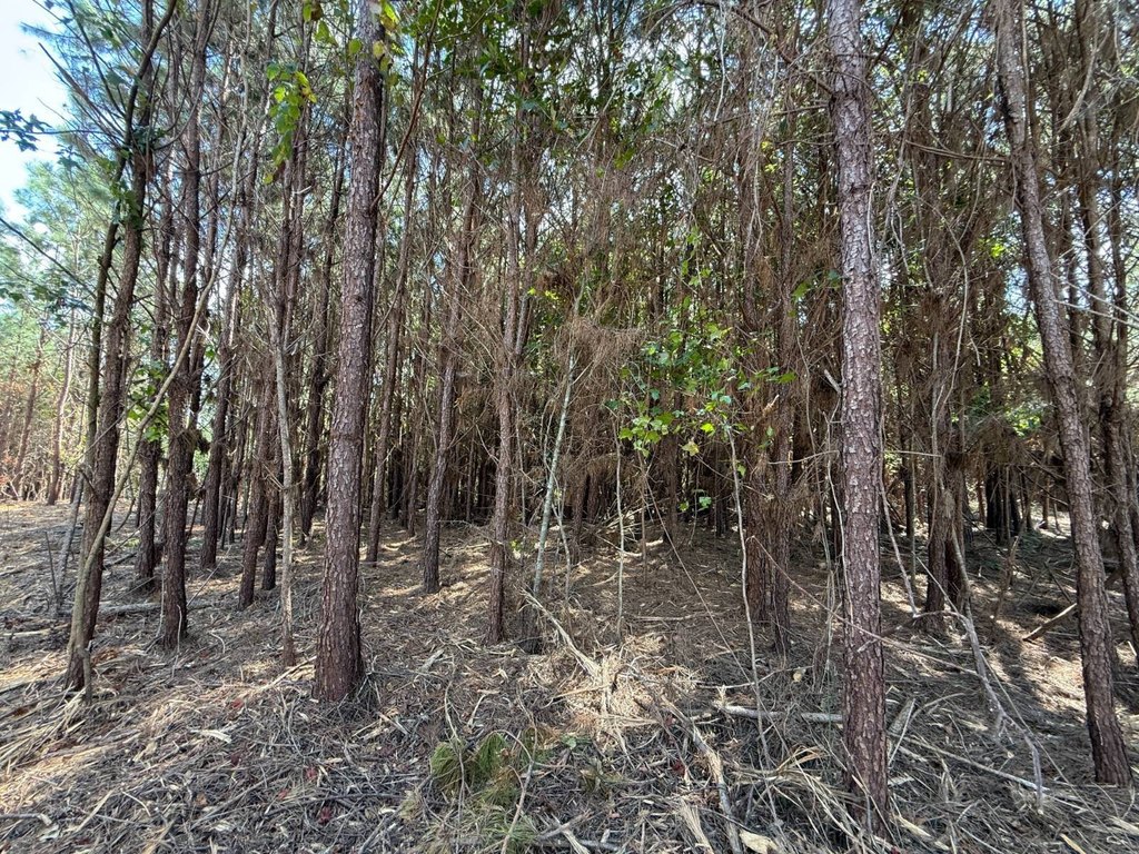 Picture 25