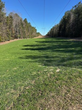 Thinned Pine Timberland Tract