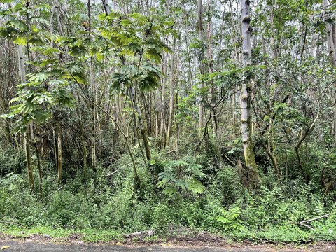 Leilani Estates Corner Lot