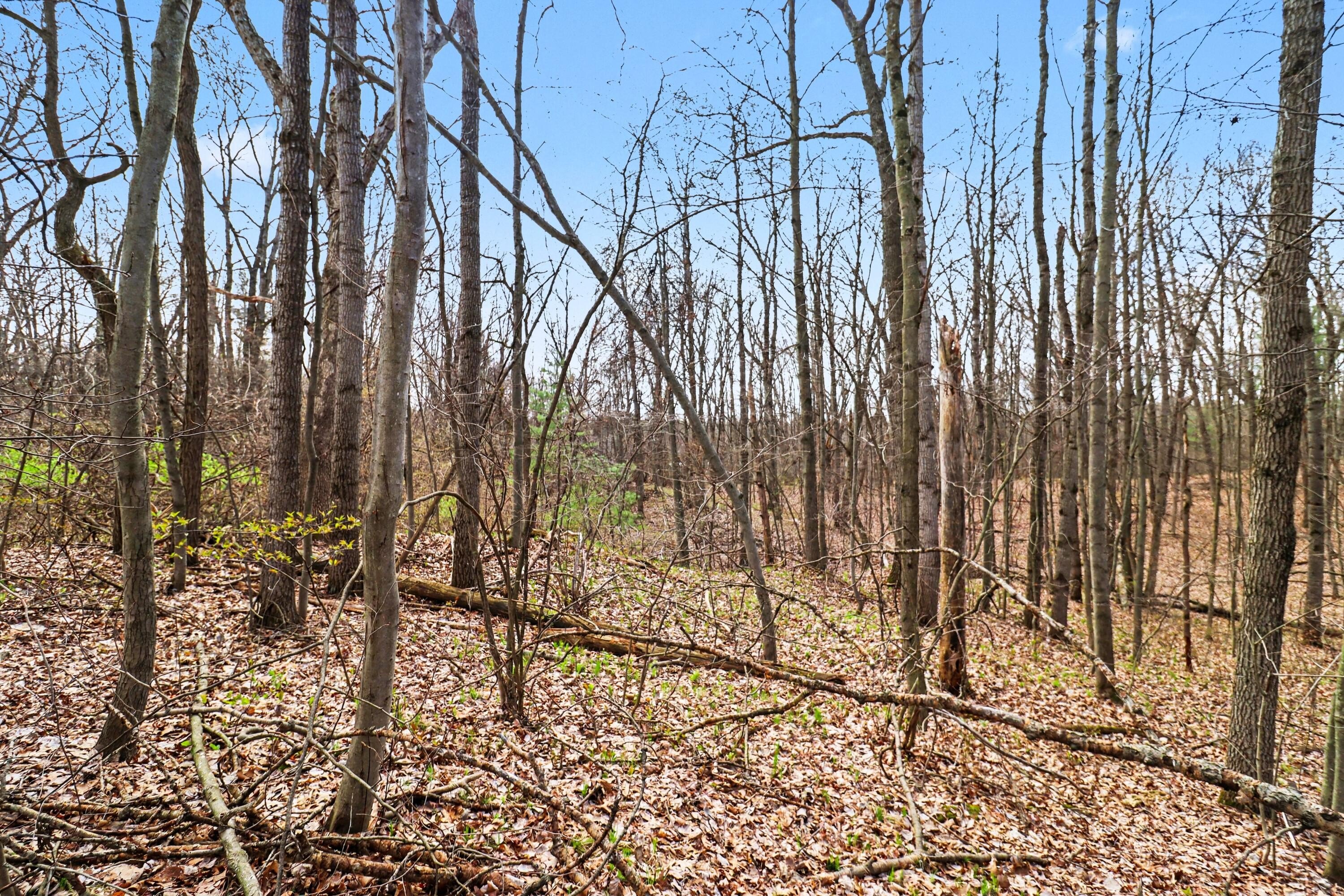 Wooded Land in Cedar Springs