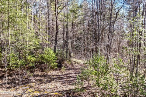 Land in Cherokee National Forest