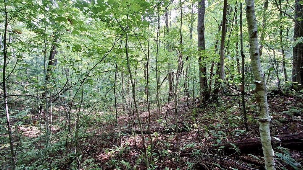 Secluded Sylva Land with Forest