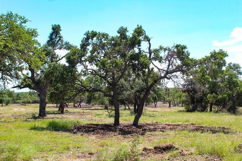 Paloma Ranch Land For Sale