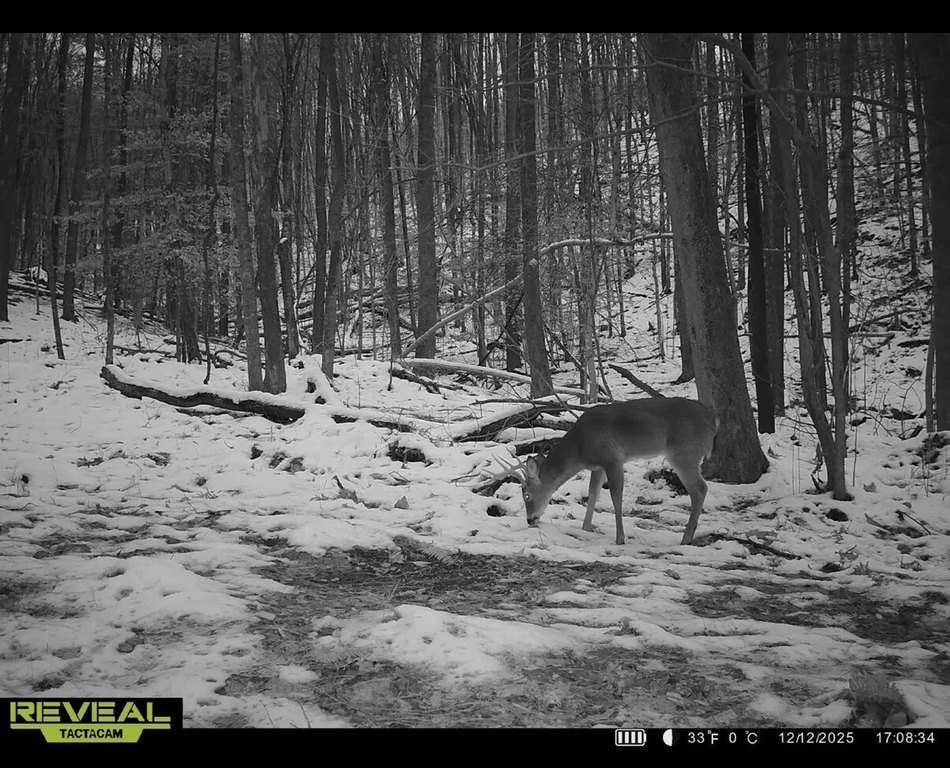 Picture 5