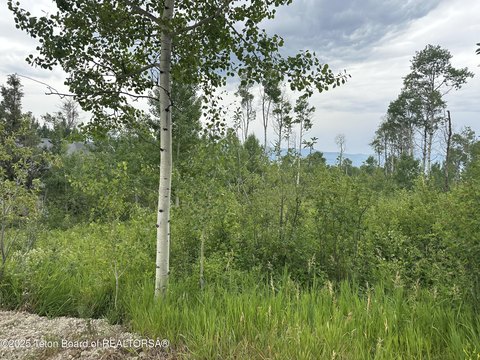 Wooded Lot in Star Valley