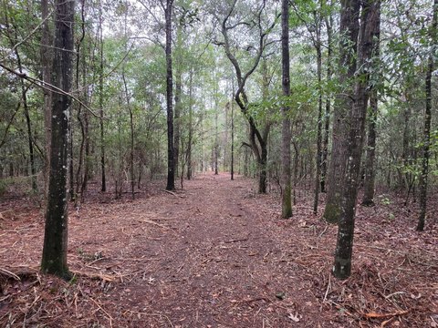 41 Acres of Vacant Land