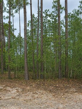 Palatka, FL Land Available