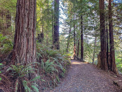 20-Acre Redwood Tree Farm