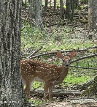 LAND - Milford, PA