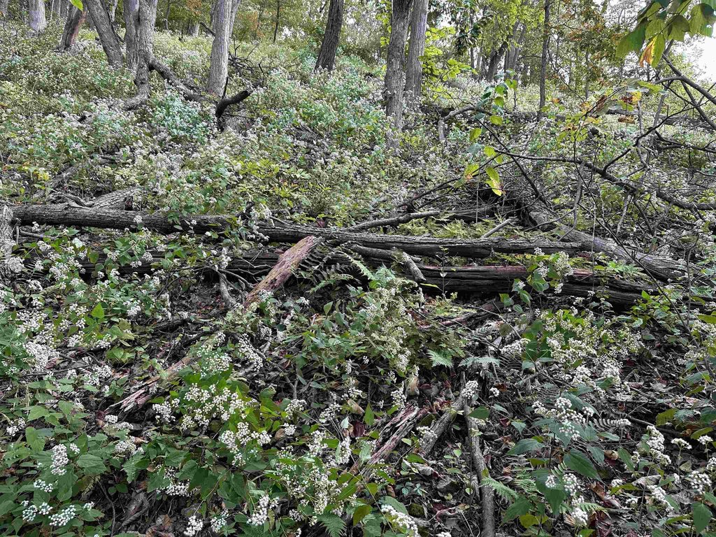 Picture 58