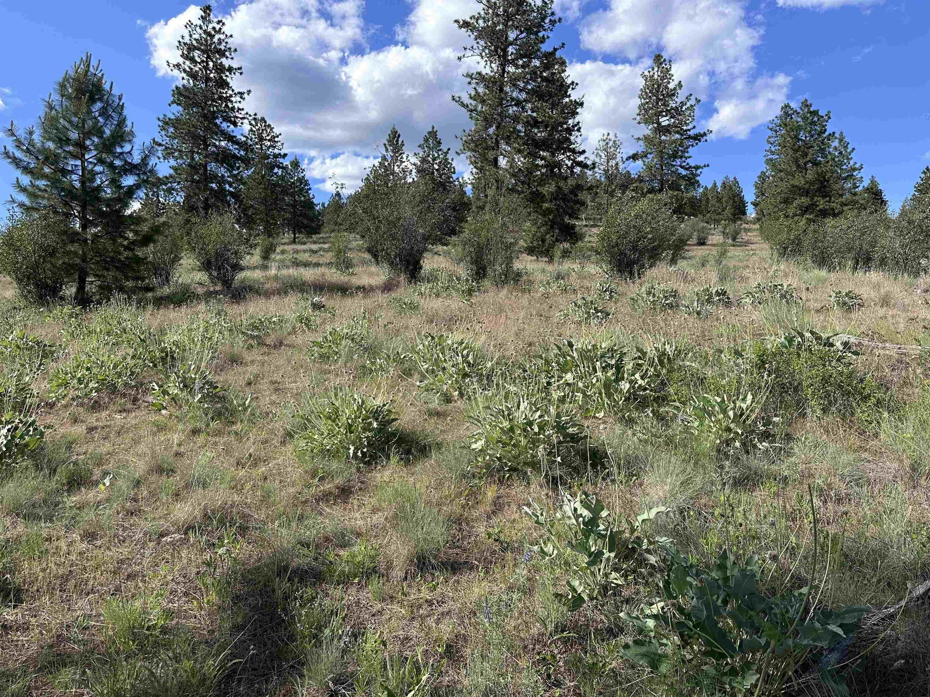 Deer Park Land with Views