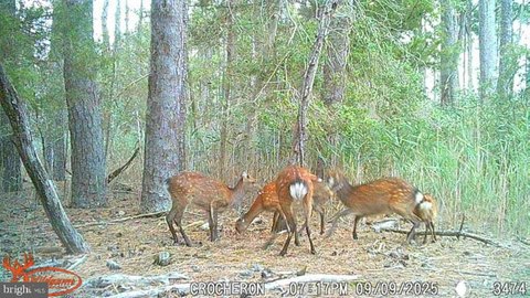 Secluded Hunting Retreat in Crocheron