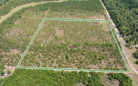 Land with Planted Pine Trees
