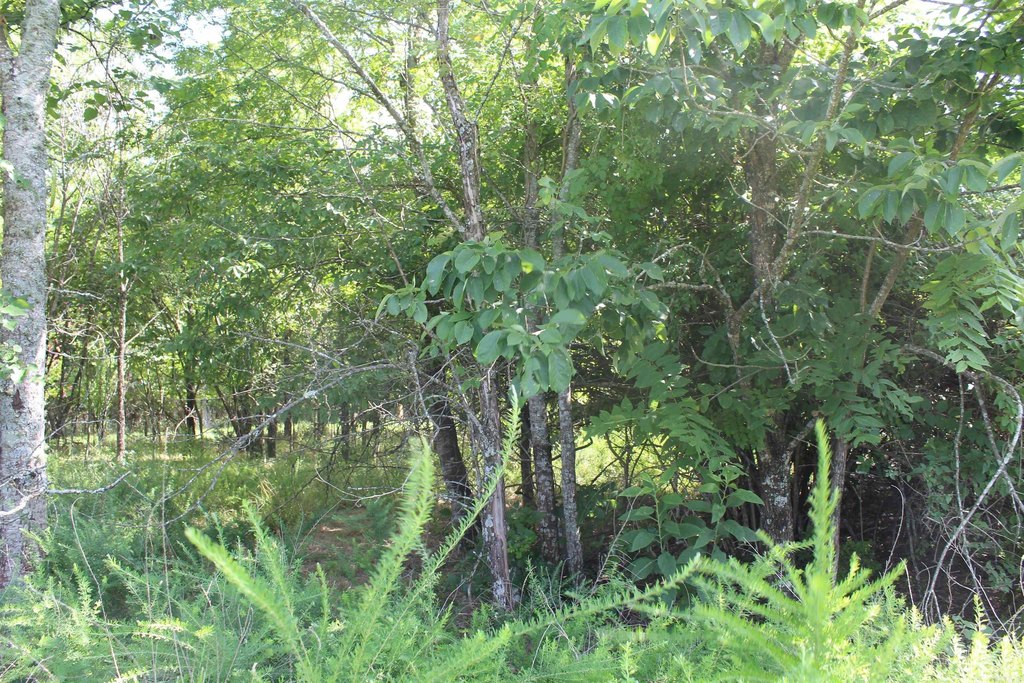 Picture 9