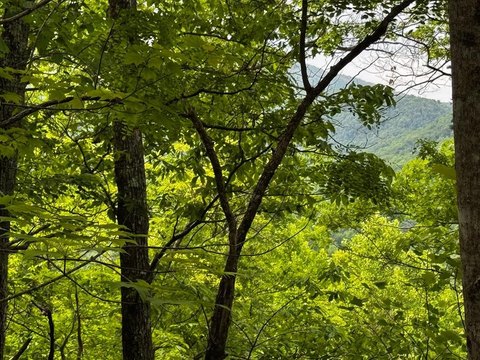 Hayesville Wooded Lot For Sale