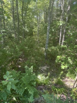 Land, Steuben, ME