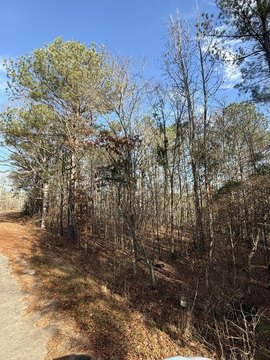 Wooded Land Parcel in Johnston
