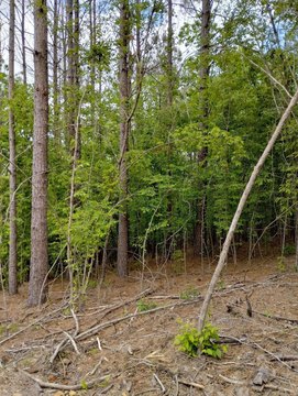 Residential Lot in Glenwood, AR