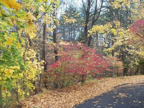 Undeveloped Land Near Golf Greens