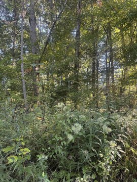 Vacant Lot, Ellijay, GA