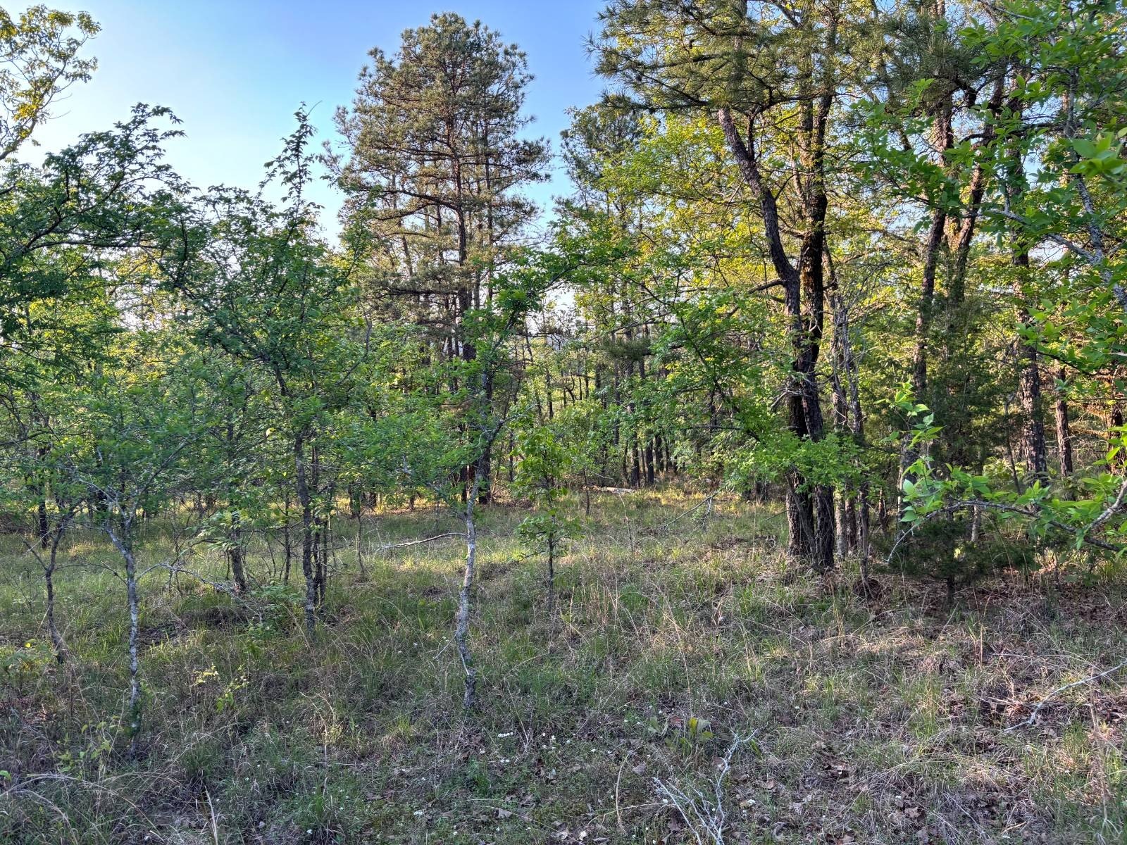 Secluded 61-Acre Hunting & Recreational Land