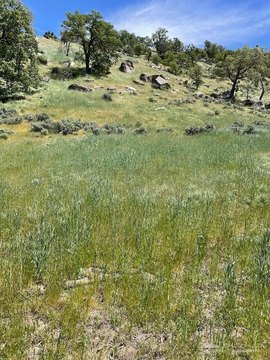 Tehachapi Land with Stunning Views
