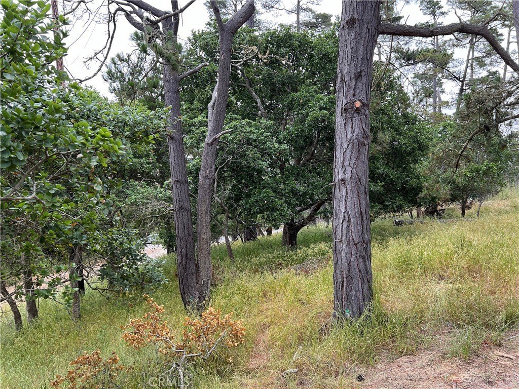 Picture 8