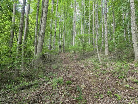 Hillsville Wooded Land For Sale