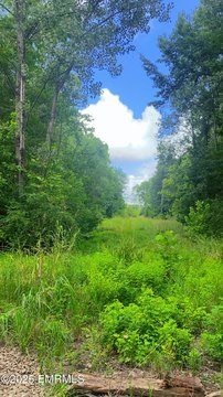 296-Acre Timber Investment Property