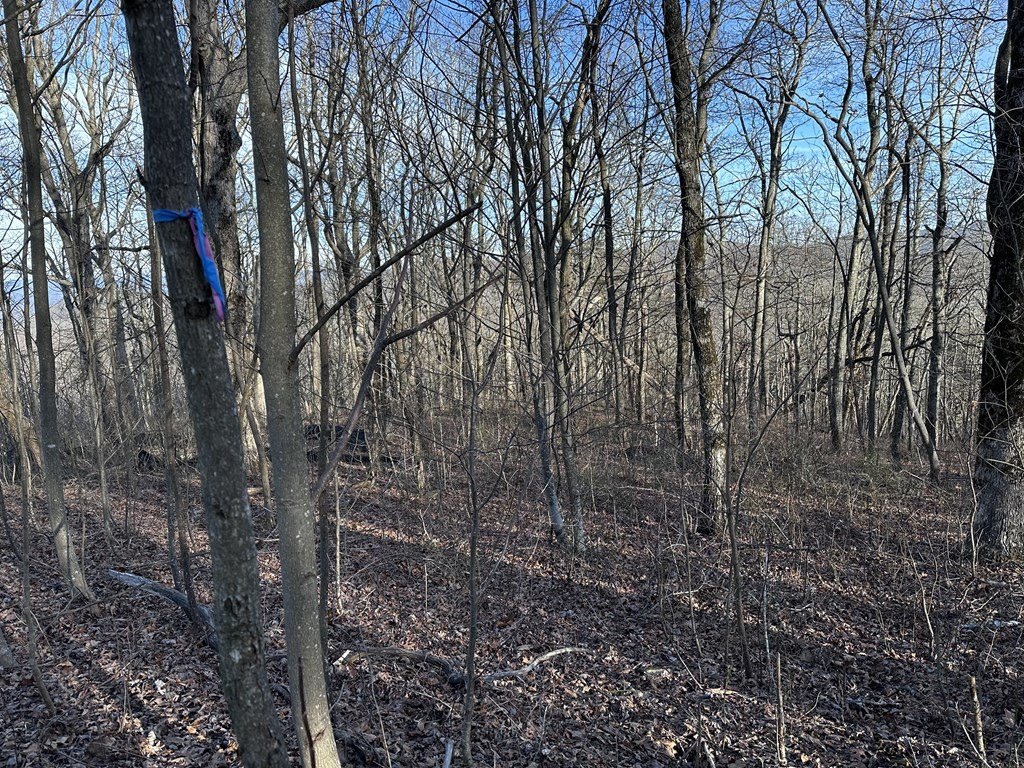 Picture 5
