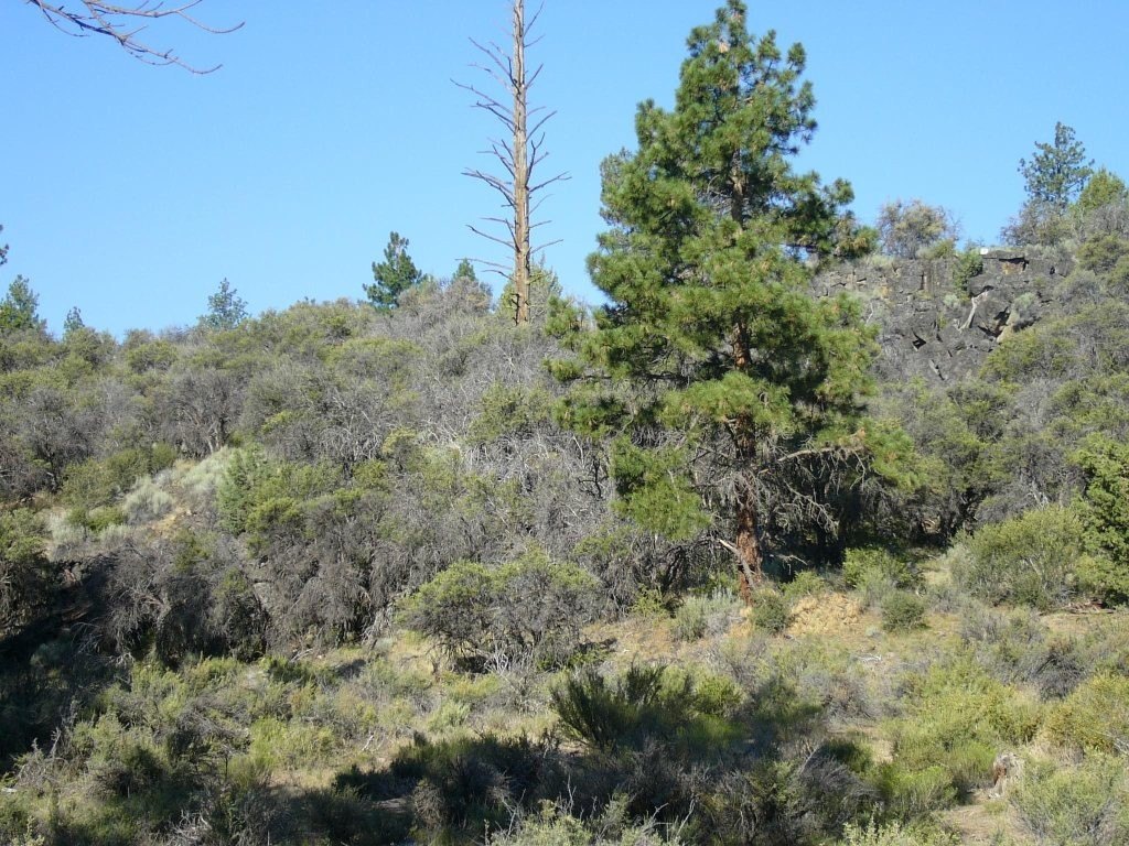 Picture 8